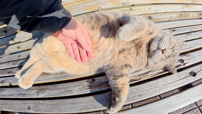お腹をマッサージされる猫