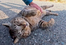 お腹をナデナデされる猫