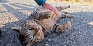 お腹をナデナデされる猫