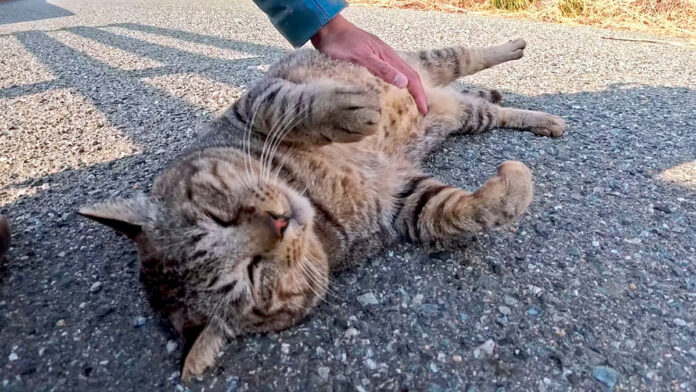 お腹をナデナデされる猫