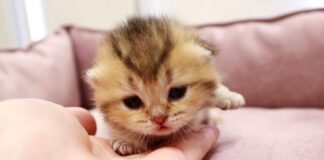 目が開いたばかりの子猫