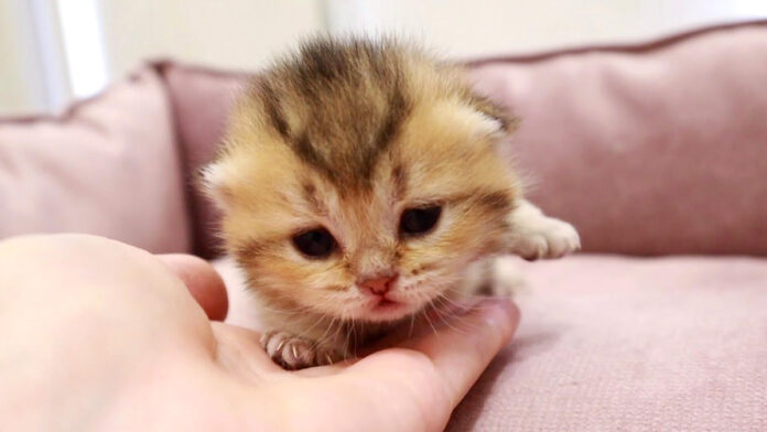 目が開いたばかりの子猫