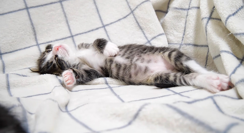 寝落ちした子猫