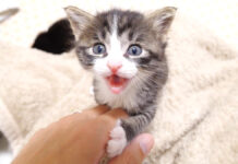 お知らせしに来た子猫