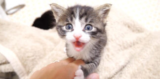 お知らせしに来た子猫