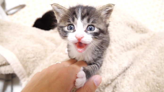 お知らせしに来た子猫