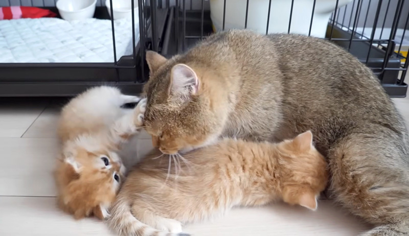 子猫達を世話する母猫