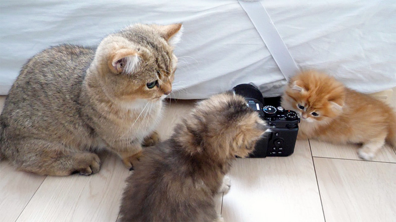 子猫達を見守る兄猫