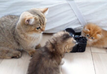 子猫達を見守る兄猫