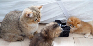 子猫達を見守る兄猫