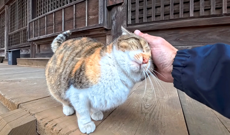 ナデナデされる猫