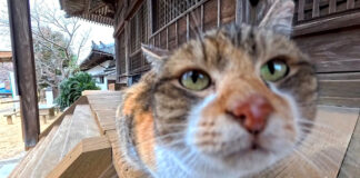 お寺で出会った猫