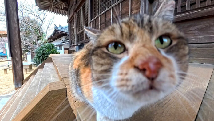 お寺で出会った猫