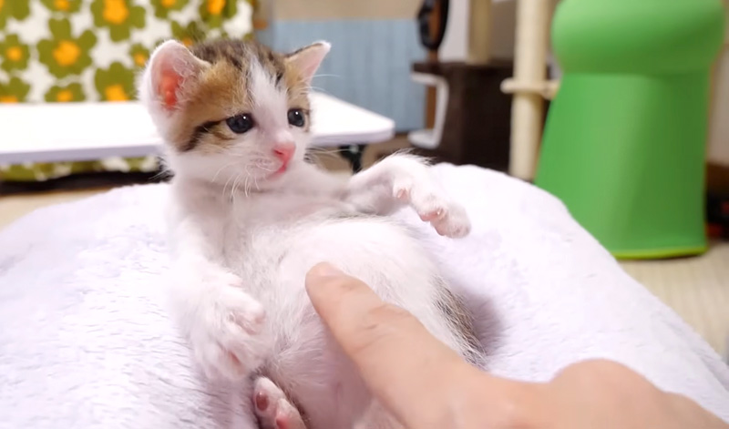 お腹がポンポコの子猫