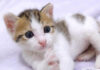 お目目キラキラの子猫