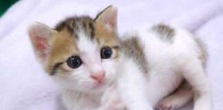 お目目キラキラの子猫