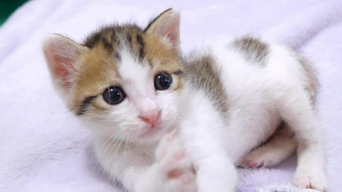 お目目キラキラの子猫