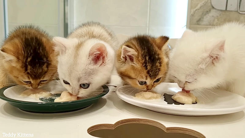 ご飯を食べる子猫達