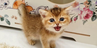 ご飯が食べたい子猫