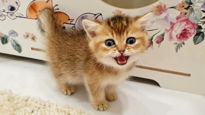ご飯が食べたい子猫