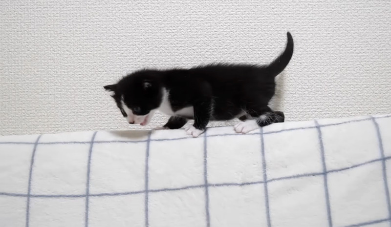 ミルクが飲みたい子猫