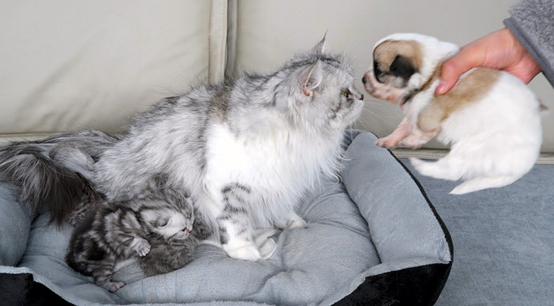 子犬を受け入れる母猫