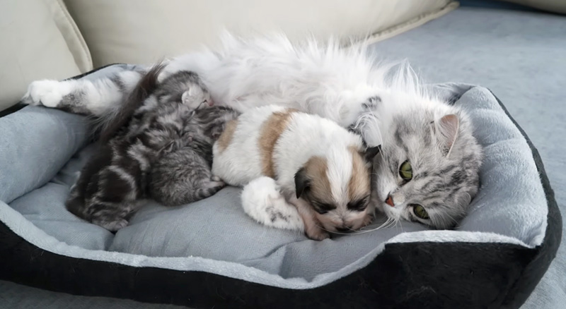 子犬を受け入れる母猫