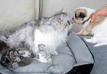 子犬を受け入れる母猫