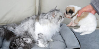 子犬を受け入れる母猫