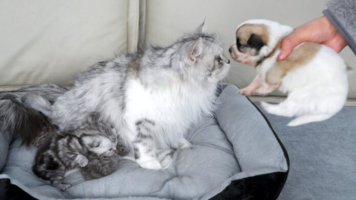 子犬を受け入れる母猫