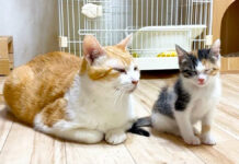 座って寝る子猫を優しく見守る先住猫に心がポカポカ温まる (*´ェ`*)♡ 座って寝る子猫を見守る先住猫