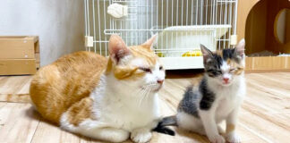 座って寝る子猫を見守る先住猫