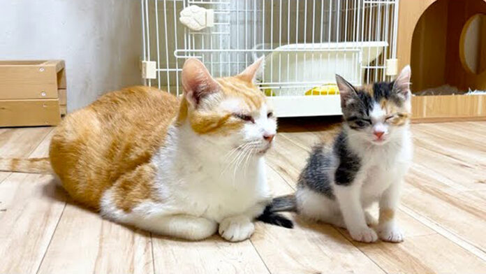 suwatteneru_neko_title 座って寝る子猫を見守る先住猫