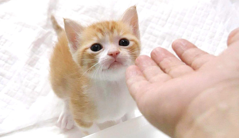 手レベーターに乗りたい子猫