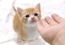 手レベーターに乗りたい子猫