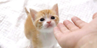 手レベーターに乗りたい子猫