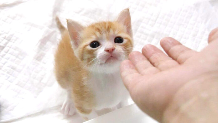 手レベーターに乗りたい子猫