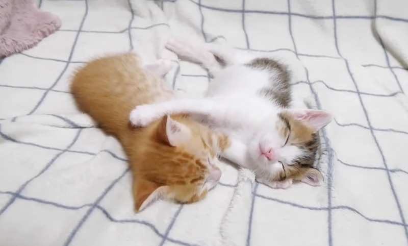 一緒に眠る子猫達