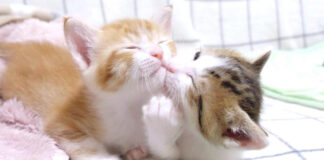 姉猫を食べ始めちゃった弟猫