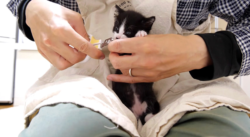 爪切りされる子猫