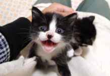 甘えに来た子猫