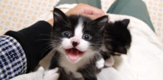 甘えに来た子猫