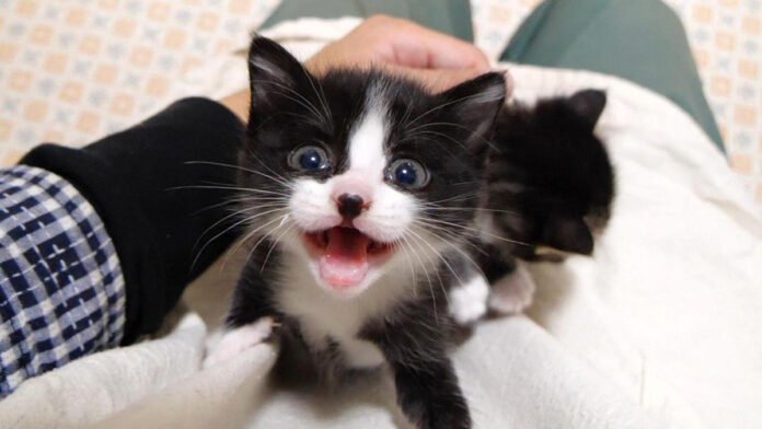 甘えに来た子猫