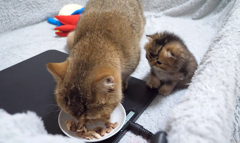 ご飯を食べるママ猫を見つめる子猫
