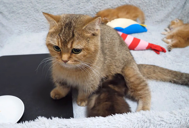 ミルクを飲む子猫