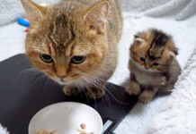 ご飯を食べるママ猫を見つめる子猫