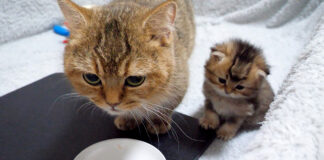 ご飯を食べるママ猫を見つめる子猫