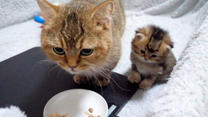 ご飯を食べるママ猫を見つめる子猫