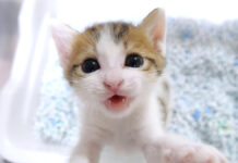 ミルクをおねだりする子猫