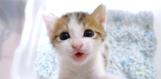 ミルクをおねだりする子猫